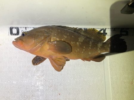 Magic(マジック) 釣果