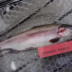 フィッシングレイクたかみや 釣果