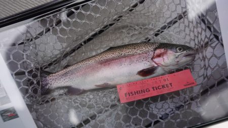 フィッシングレイクたかみや 釣果