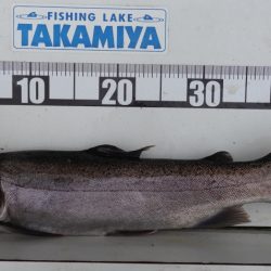 フィッシングレイクたかみや 釣果
