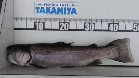 フィッシングレイクたかみや 釣果