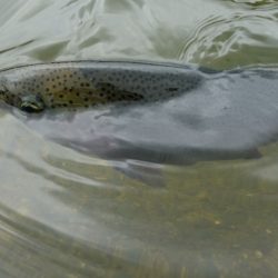フィッシングレイクたかみや 釣果