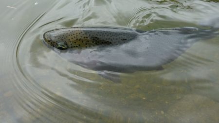 フィッシングレイクたかみや 釣果
