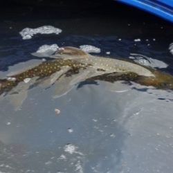 フィッシングレイクたかみや 釣果