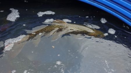 フィッシングレイクたかみや 釣果