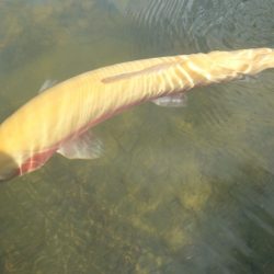 フィッシングレイクたかみや 釣果