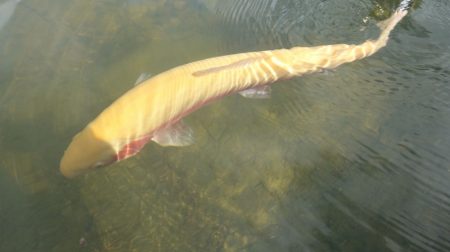 フィッシングレイクたかみや 釣果