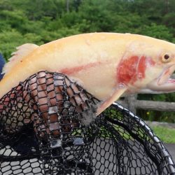 フィッシングレイクたかみや 釣果