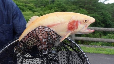 フィッシングレイクたかみや 釣果