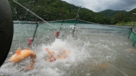 フィッシングレイクたかみや 釣果