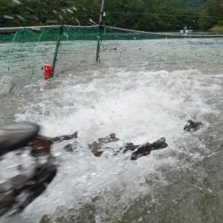 フィッシングレイクたかみや 釣果