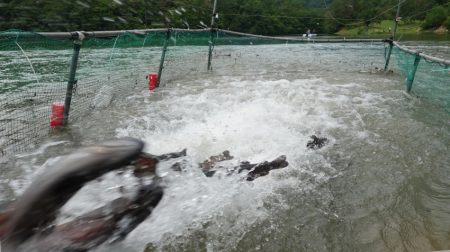 フィッシングレイクたかみや 釣果