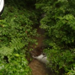 フィッシングレイクたかみや 釣果