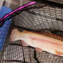 フィッシングレイクたかみや 釣果