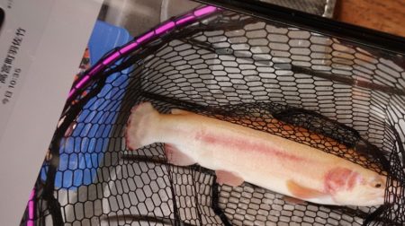 フィッシングレイクたかみや 釣果