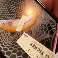 フィッシングレイクたかみや 釣果