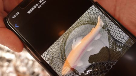 フィッシングレイクたかみや 釣果