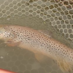 フィッシングレイクたかみや 釣果