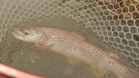 フィッシングレイクたかみや 釣果