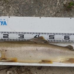 フィッシングレイクたかみや 釣果