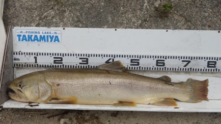 フィッシングレイクたかみや 釣果