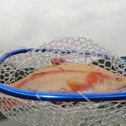 フィッシングレイクたかみや 釣果