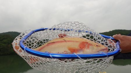 フィッシングレイクたかみや 釣果