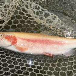 フィッシングレイクたかみや 釣果