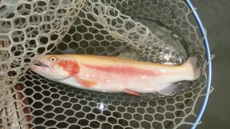 フィッシングレイクたかみや 釣果