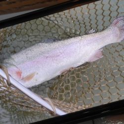 フィッシングレイクたかみや 釣果