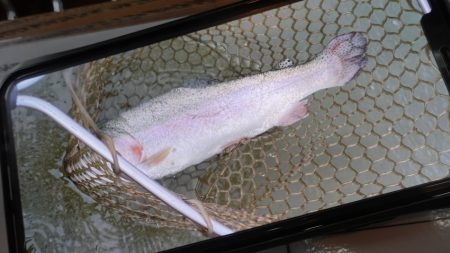 フィッシングレイクたかみや 釣果