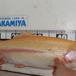 フィッシングレイクたかみや 釣果