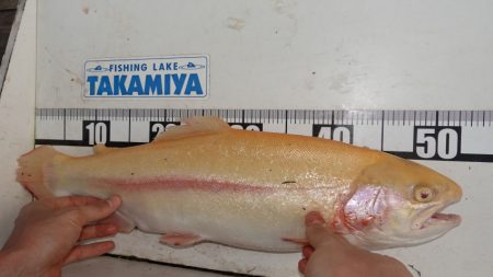 フィッシングレイクたかみや 釣果