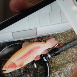 フィッシングレイクたかみや 釣果