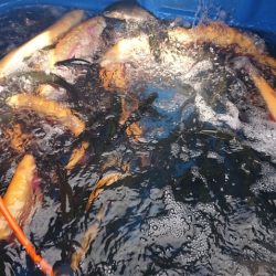 フィッシングレイクたかみや 釣果