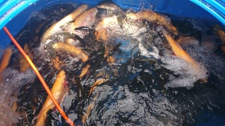 フィッシングレイクたかみや 釣果