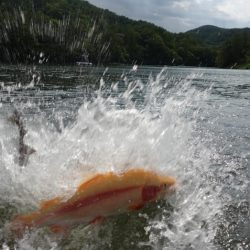 フィッシングレイクたかみや 釣果