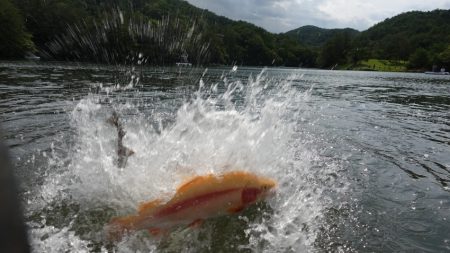 フィッシングレイクたかみや 釣果