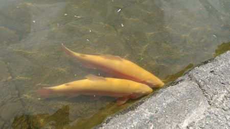 フィッシングレイクたかみや 釣果