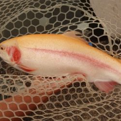 フィッシングレイクたかみや 釣果