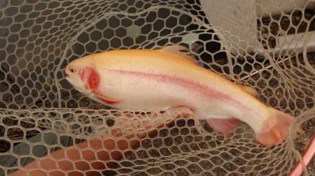 フィッシングレイクたかみや 釣果