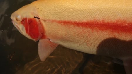 フィッシングレイクたかみや 釣果