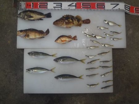 のとじま臨海公園海づりセンター 釣果