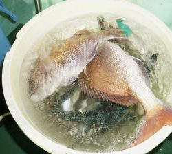恵陽丸 釣果