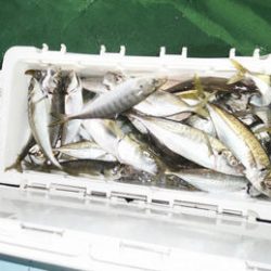 恵陽丸 釣果