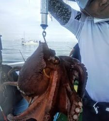 恵比寿丸（兵庫） 釣果