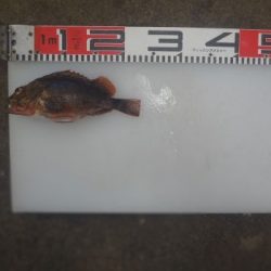 のとじま臨海公園海づりセンター 釣果