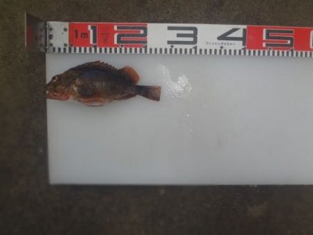 のとじま臨海公園海づりセンター 釣果