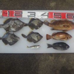 のとじま臨海公園海づりセンター 釣果