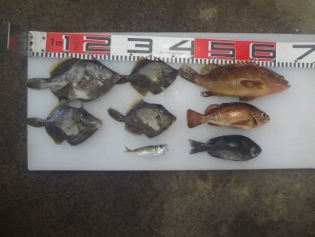 のとじま臨海公園海づりセンター 釣果